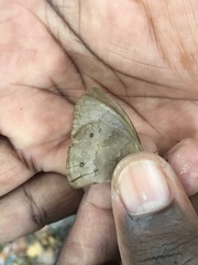 Pseudodebis marpessa