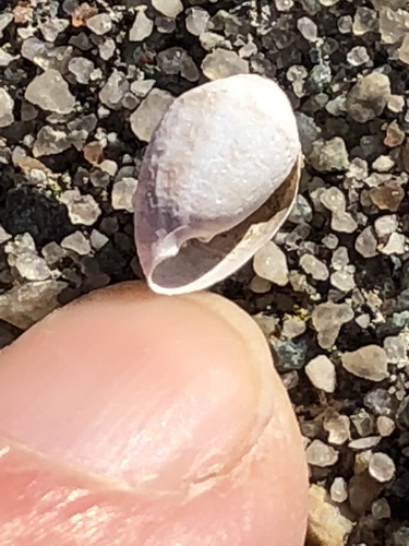 Two-toothed Marsh Snail