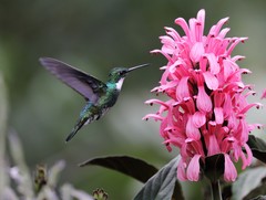 White-Throated Hummingbird photo 3
