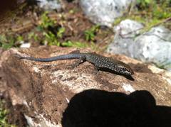 Lepidophyma gaigeae