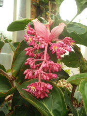 Medinilla magnifica