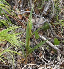 Pterostylis cardiostigma