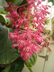 Medinilla magnifica