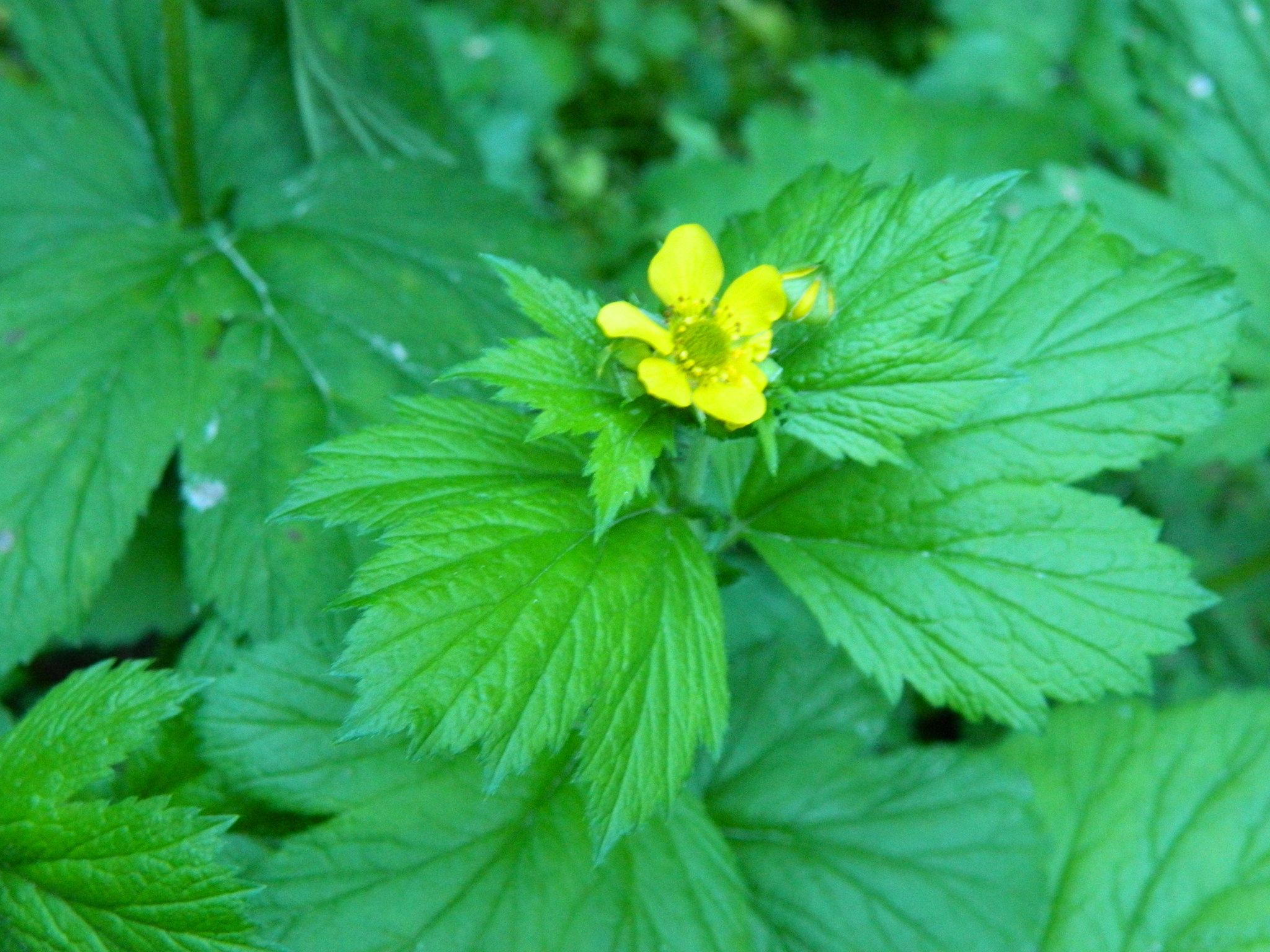Geum macrophyllum var. macrophyllum