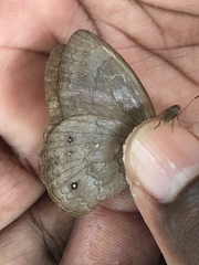 Pseudodebis marpessa