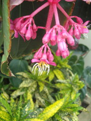 Medinilla magnifica