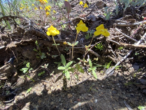 Bare monkeyflower (Erythranthe nudata)