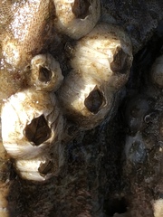 Amphibalanus venustus