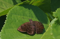 Pellicia dimidiata dimidiata