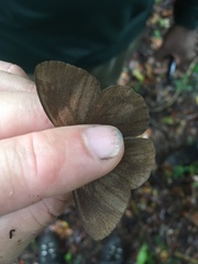 Pseudodebis marpessa