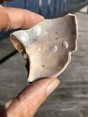 Crepidula plana