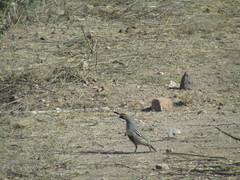 Callipepla gambelii