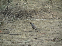 Callipepla gambelii