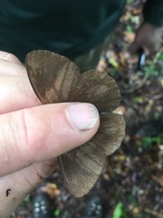 Pseudodebis marpessa