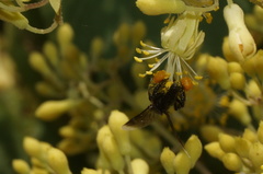 Frieseomelitta nigra