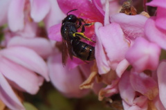 Calloceratina