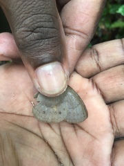 Pseudodebis marpessa