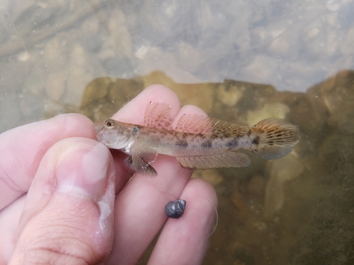 Darter goby (Ctenogobius boleosoma) — Gobiidae — 3