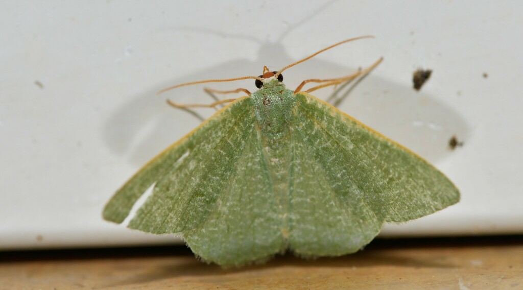 Millière's Emerald