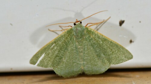 Millière's Emerald