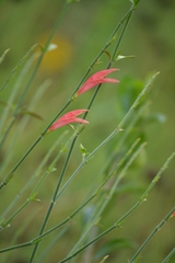Dicliptera sexangularis