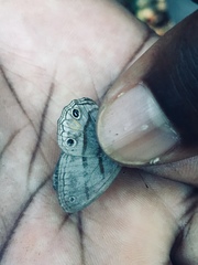 Cissia terrestris