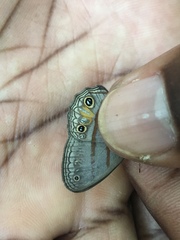 Cissia terrestris