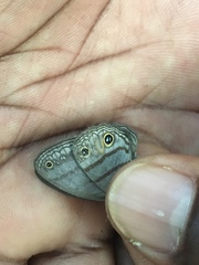 Cissia terrestris