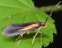 Mathildana newmanella