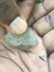 Pseudodebis marpessa