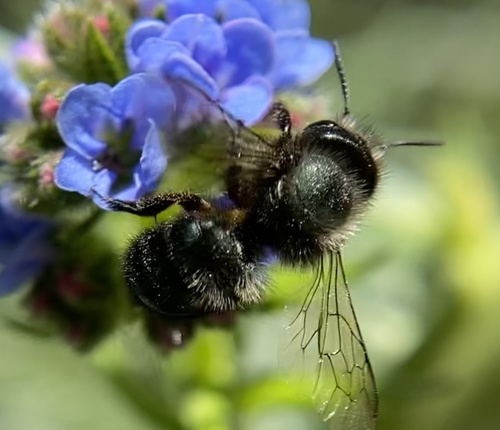 Blue Orchard Bee photo 5