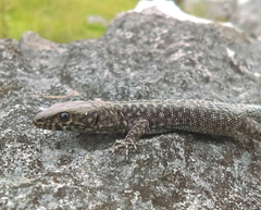 Lepidophyma gaigeae