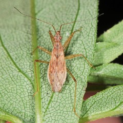 Nabis rufusculus