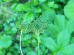 Geum macrophyllum macrophyllum