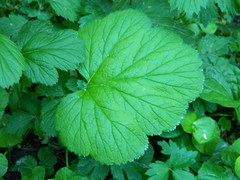 Geum macrophyllum macrophyllum