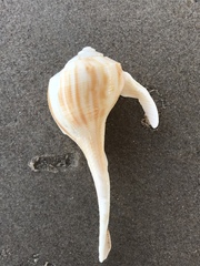 Fulguropsis