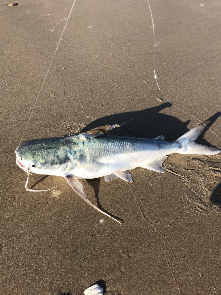 Whiskered Sea Catfishes