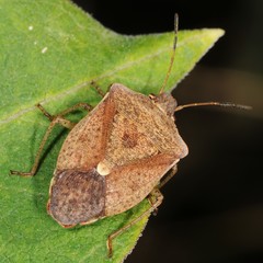 Euschistus servus euschistoides
