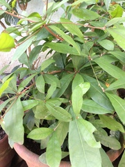 Synsepalum dulcificum