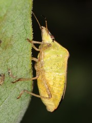 Euschistus servus euschistoides