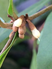 Synsepalum dulcificum