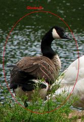 Branta canadensis