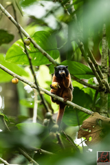 Saguinus tripartitus