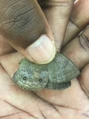 Pseudodebis marpessa