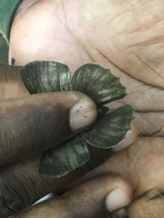 Pseudodebis marpessa