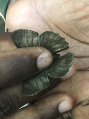 Pseudodebis marpessa