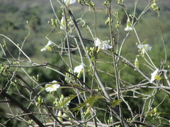Ipomoea arborescens