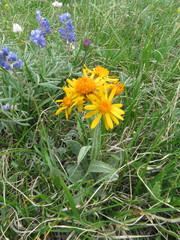 Tephroseris lindstroemii