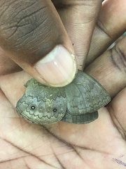 Pseudodebis marpessa