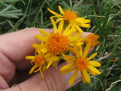 Tephroseris lindstroemii